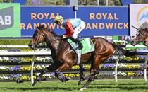 “嘉应高升”状态达巅峰,确认出战马会短途锦标