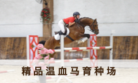 精口温血马育种场