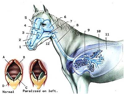 horse-respiratory_a.jpg horse-respiratory_a.jpg