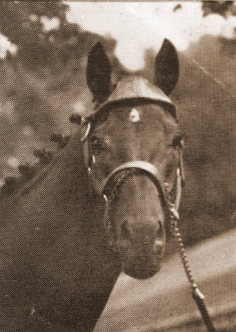 NoorHorse3.jpg