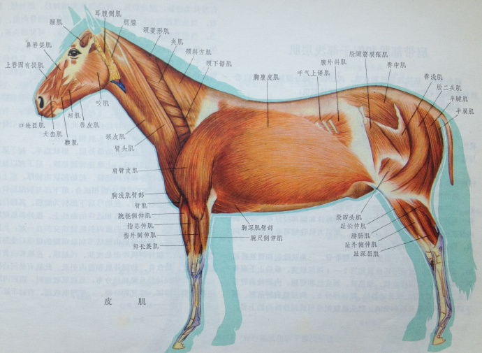 C:\Users\Administrator\Desktop\图\睡觉\马肌肉.jpg