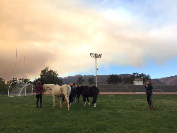 horses_in_football_field.jpg
