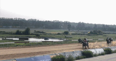 d.gif