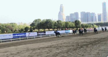 43.gif